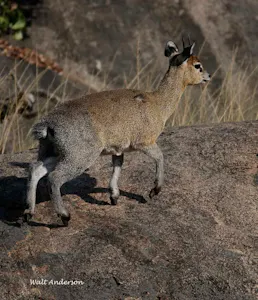 Klipspringer©Walt Anderson