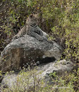 Leopard©Walt Anderson