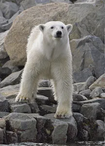 Polar Bear taken with Telephoto Lens©Lori Rothstein