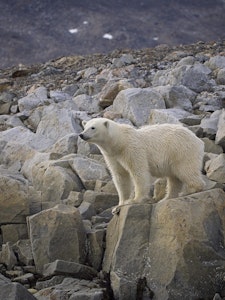 Polar Bear©Lori Rothstein