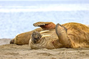 Walruses©Stefan Froehlich