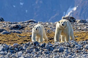 Polar Bears taken with Telephoto Lens © Stefan Froehlich