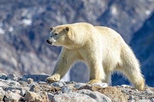 Polar Bear taken with Telephoto Lens©Stefan Froehlich