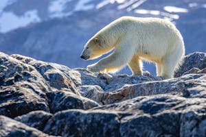 Polar Bear taken with Telephoto Lens©Stefan Froehlich