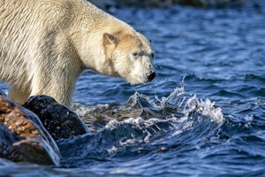 Polar Bear©Stefan Froehlich