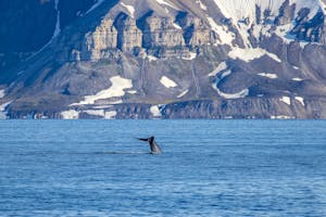Whale ©Stefan Froehlich