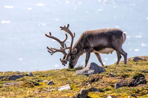 Reindeer©Stefan Froehlich