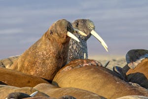 Walruses©Stefan Froehlich