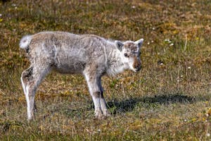 Reindeer©Stefan Froehlich