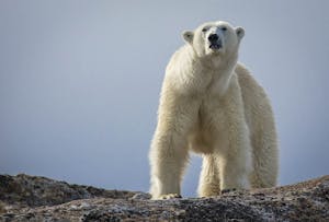 Polar Bear taken with Telephoto Lens © Scott Davis