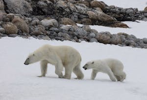 Polar Bears taken with Telephoto Lens © Scott Davis