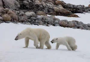 Polar Bears taken with Telephoto Lens © Scott Davis