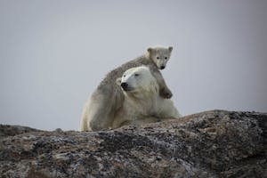 Polar Bears taken with Telephoto Lens © Scott Davis