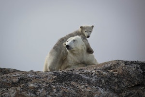 Polar Bears © Scott Davis