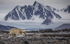 Polar Bear © Scott Davis