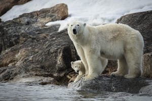 Polar Bear taken with Telephoto Lens © Scott Davis