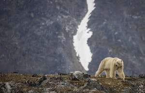 Polar Bear taken with Telephoto Lens © Scott Davis