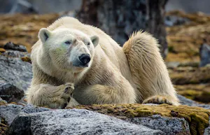 Polar Bear taken with Telephoto Lens © Scott Davis
