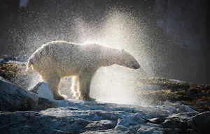 Polar Bear taken with Telephoto Lens © Scott Davis