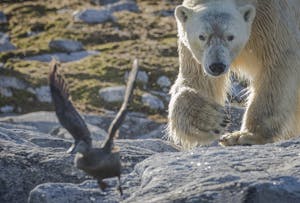 Polar Bear taken with Telephoto Lens © Scott Davis