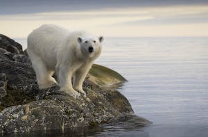 Polar Bear taken with Telephoto Lens © Scott Davis