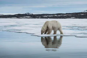 Polar Bear taken with Telephoto Lens © Scott Davis