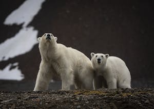 Polar Bears taken with Telephoto Lens © Scott Davis