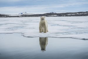 Polar Bear taken with Telephoto Lens © Scott Davis
