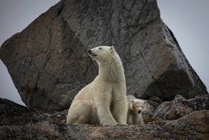 Polar Bears taken with Telephoto Lens © Scott Davis