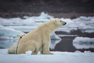 Polar Bears taken with Telephoto Lens © Scott Davis
