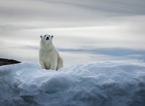 Polar Bear taken with Telephoto Lens © Scott Davis