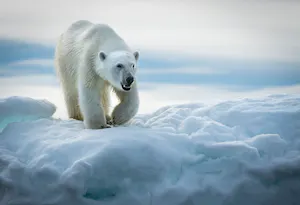 Polar Bear taken with Telephoto Lens © Scott Davis
