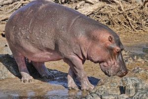 Hippo © Walt Anderson