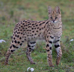 Serval © Cheesemans' Ecology Safaris