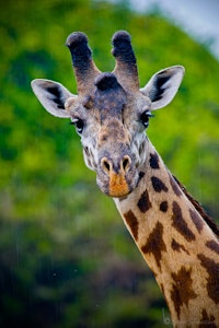 Giraffes © Steve Schwartzberg