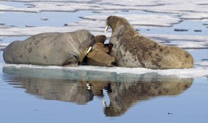 Walruses©Lori Rothstein