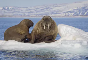 Walruses©Lori Rothstein