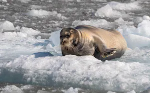 Bearded Seal©Anita DuPratt