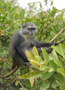 Blue Monkey © Ann Aklein