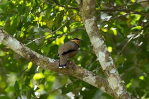 Fruithunter© Charlie Ryan