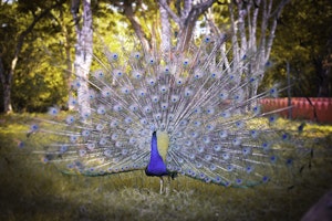 Peacock © Jeff09p Photography