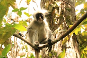 Red Colobus Monkey © Giriftin