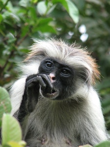 Red Colobus Monkey © Oostrom