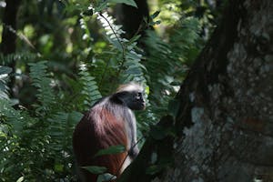 Red Colobus Monkey © Petto123