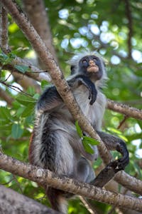 Red Colobus Monkey © Skica911