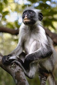 Red Colobus Monkey © Higher Vibration