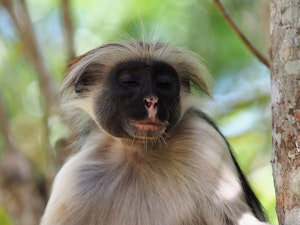 Red Colobus Monkey © Jeniffer Collee