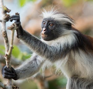 Red Colobus Monkey © Jeniffer Collee