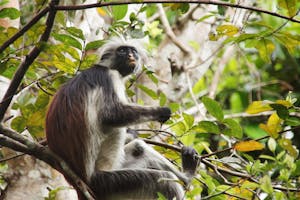 Red Colobus Monkey © Ann Aklein