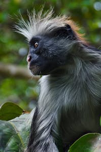 Red Colobus Monkey © Dan80i